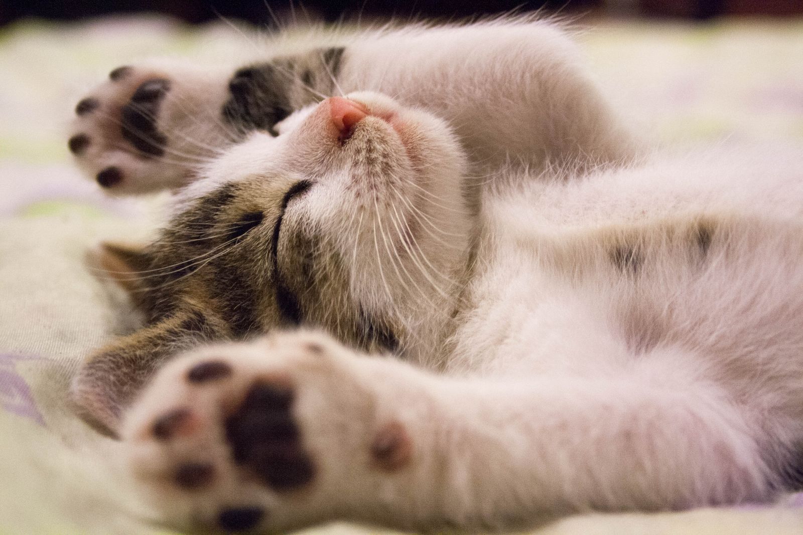 A small white and tabby kitten lying on its back asleep on a blanket