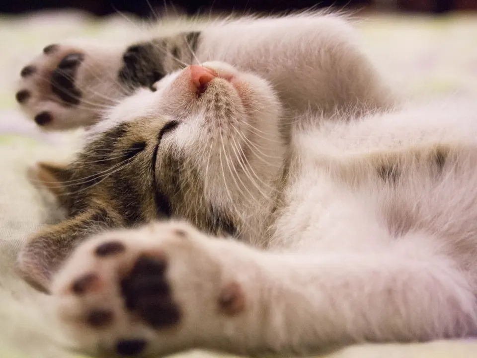 A small white and tabby kitten lying on its back asleep on a blanket
