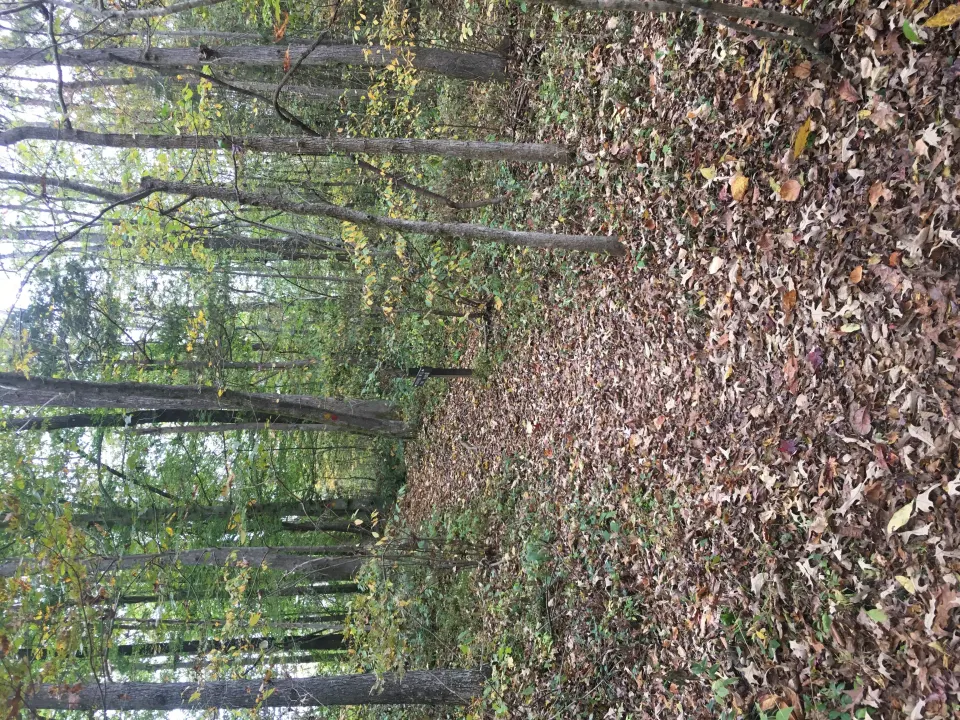 A leaf-covered hiking trail running through woodland in Confluence Natural Area