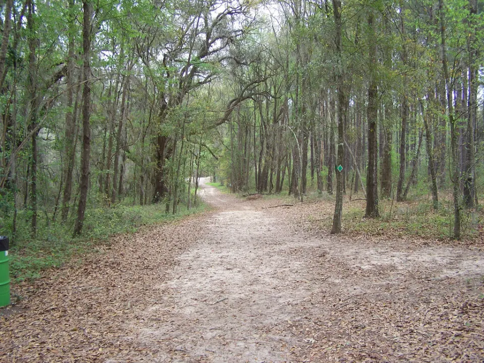 A recreational trail through pine woods at Lafayette Heritage Trail Park