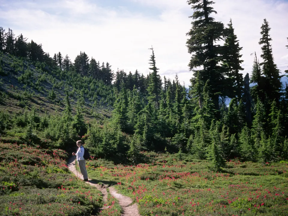 A clothed hiker on a sunlit trail in Mount Hood National Forest