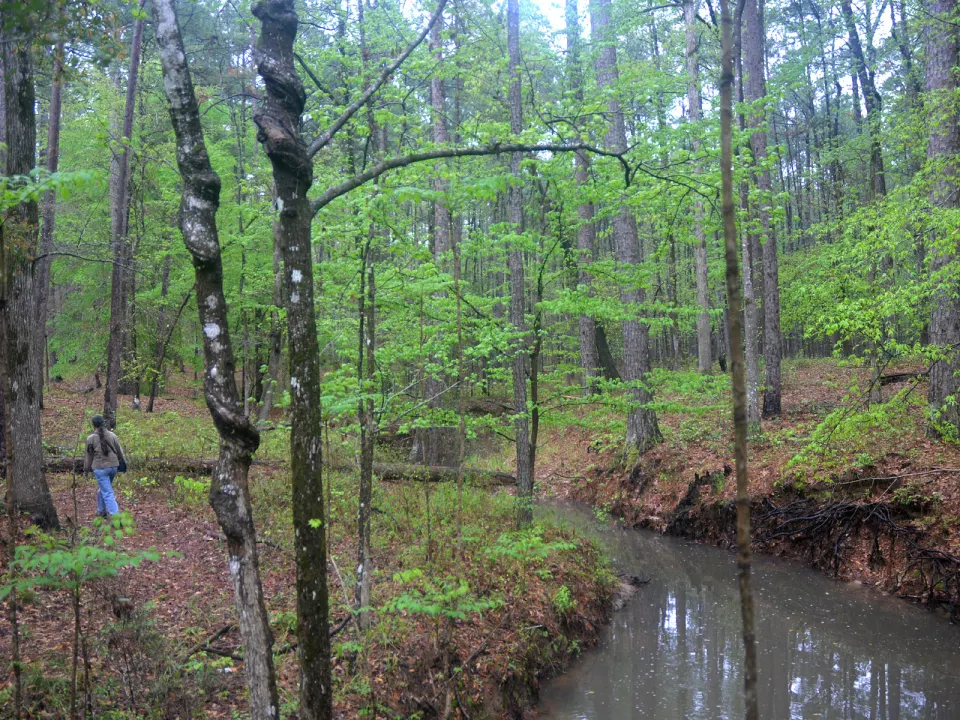 A hiker in long outdoor clothing walking a forest trail in Sabine National Forest, Texas