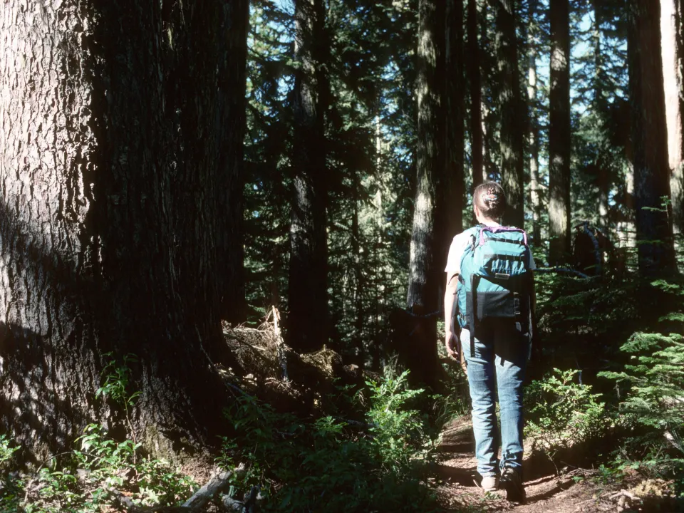 A clothed hiker walking an old-growth forest path in Mount Hood National Forest