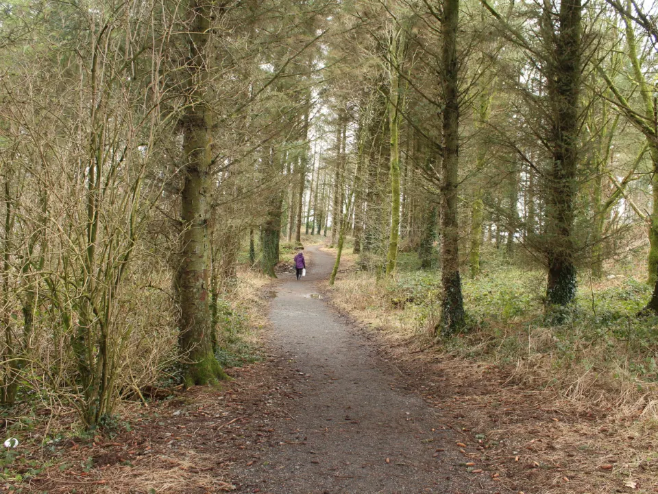 A walker on a woodland path in Blairmount Park seen from behind