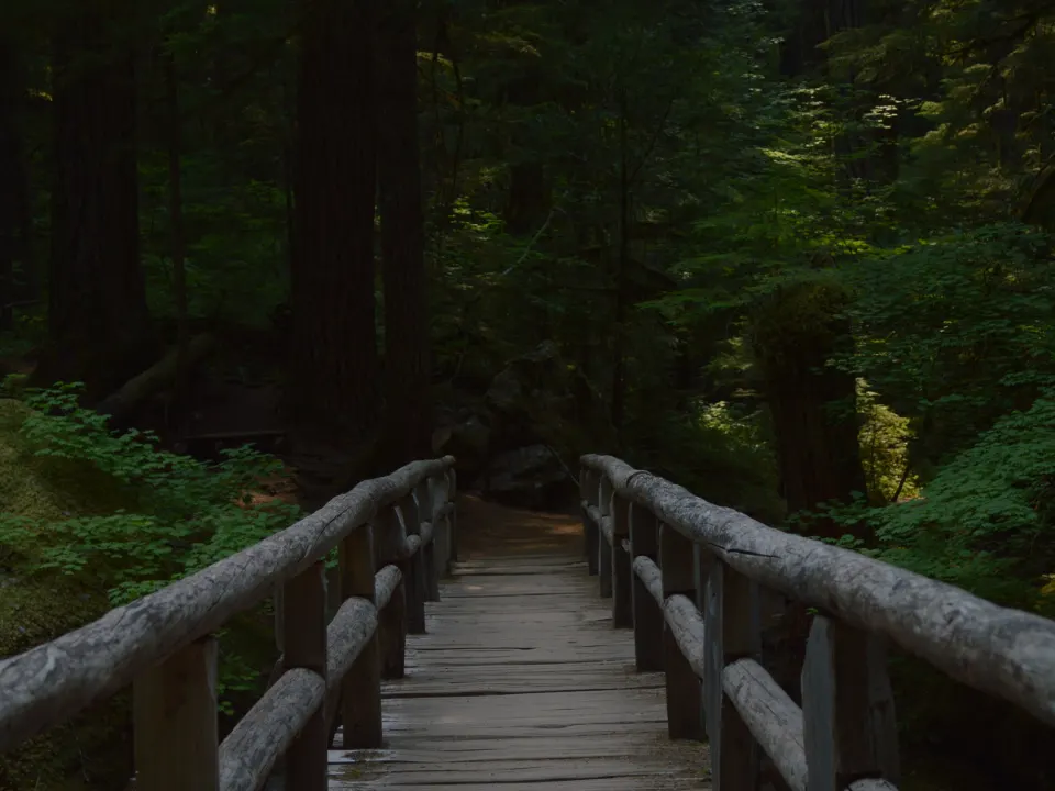A wooden footbridge on a forest hiking trail at Mount Rainier