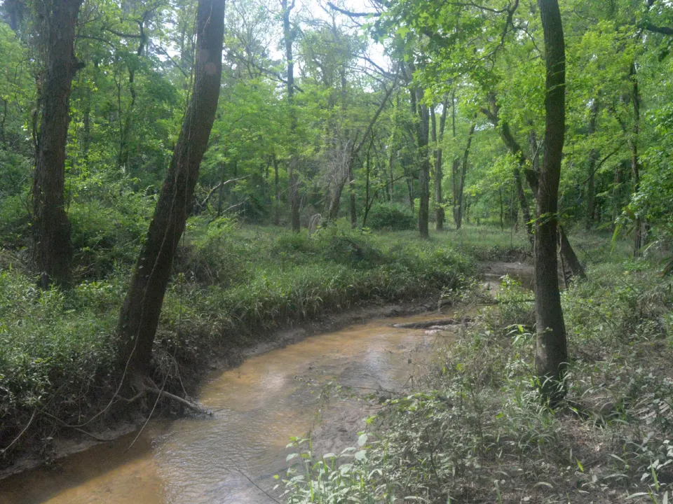 A creek viewed from a forest hiking trail in Sam Houston National Forest
