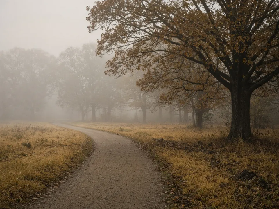 An empty park jogging path curving through trees in soft morning light
